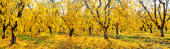 11242015 panoramic - Fall Colors in the orchards near Marysville.jpg