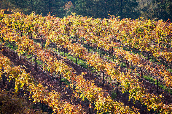 Vineyard (Boeger - Placerville) UY7Q0400.jpg