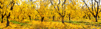 11242015 panoramic - Fall Colors in the orchards near Marysville.jpg