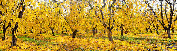 11242015 panoramic - Fall Colors in the orchards near Marysville.jpg